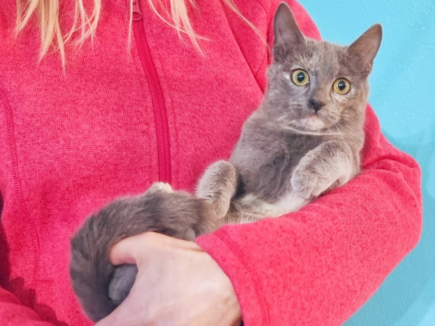 Adotta un gatto, femmina, 5 mesi, Cremona