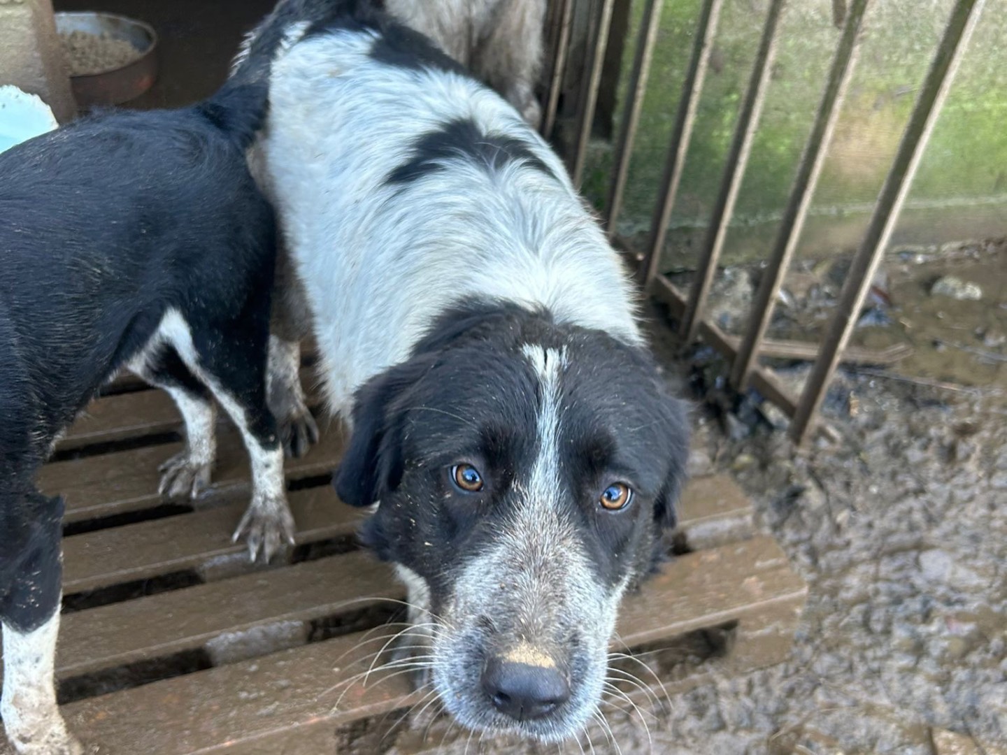 Vuoi adottare un cane a Catanzaro?