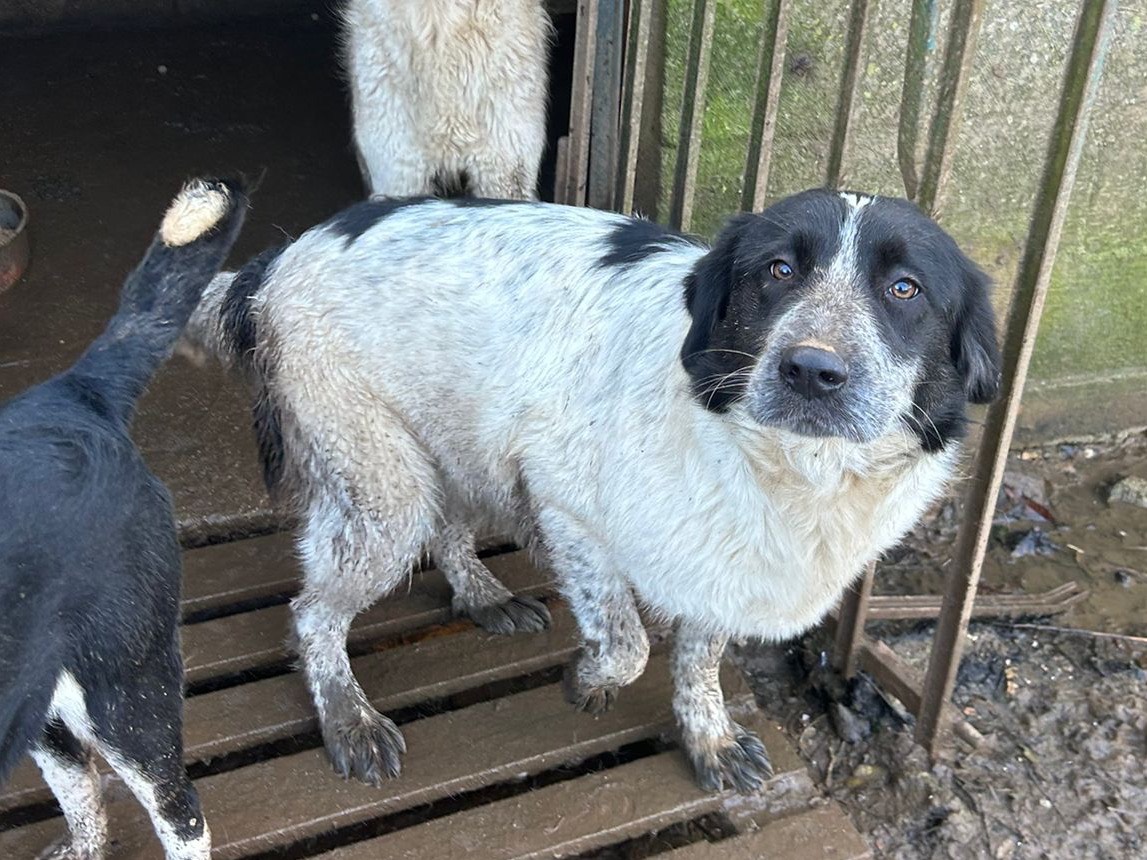 Adotta il cane Silvy a Catanzaro