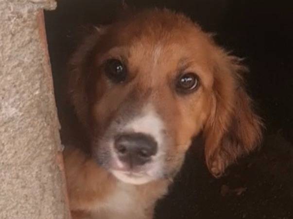 Adozione cane, maschio, Razza sconosciuta Razza sconosciuta, 4 mesi, taglia media, Vibo