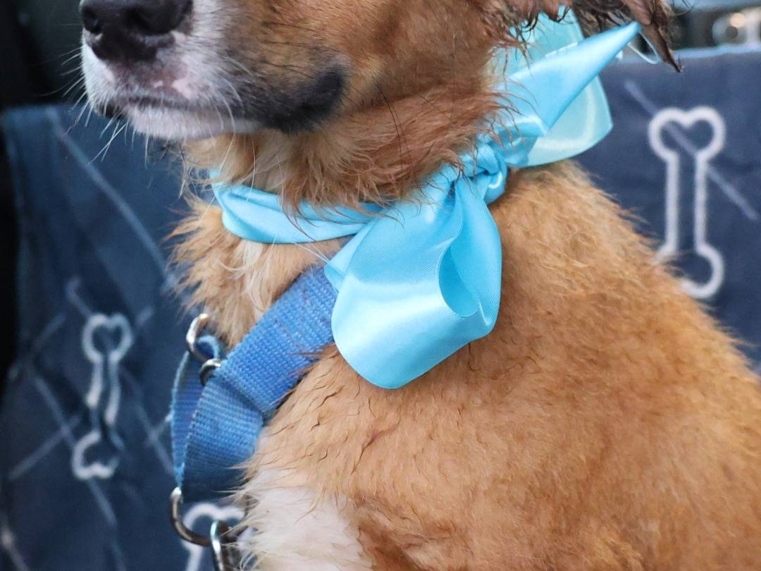 Adotta un cane, maschio, 4 mesi, Vibo