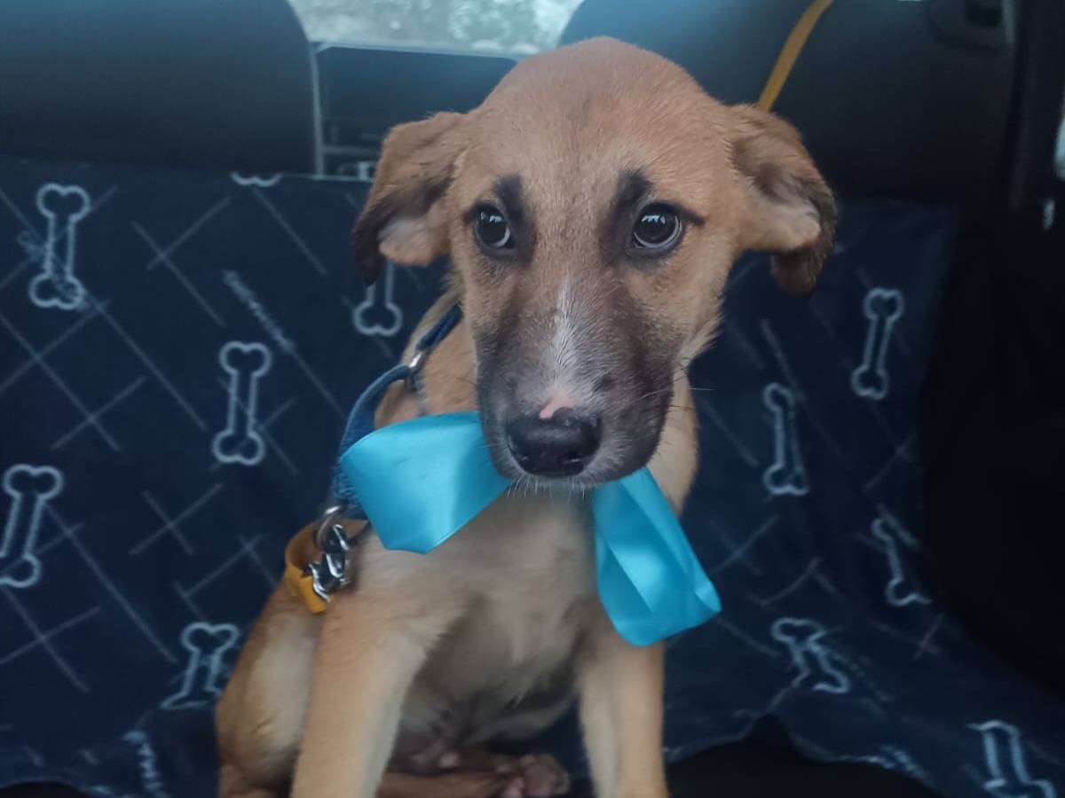 Adozione cane, maschio, Razza sconosciuta Razza sconosciuta, 4 mesi, taglia media, Vibo