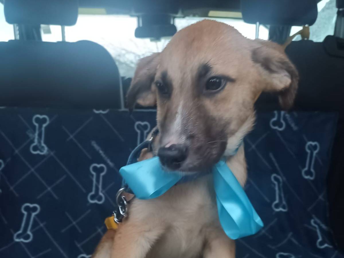 Adotta un cane, maschio, 4 mesi, Vibo