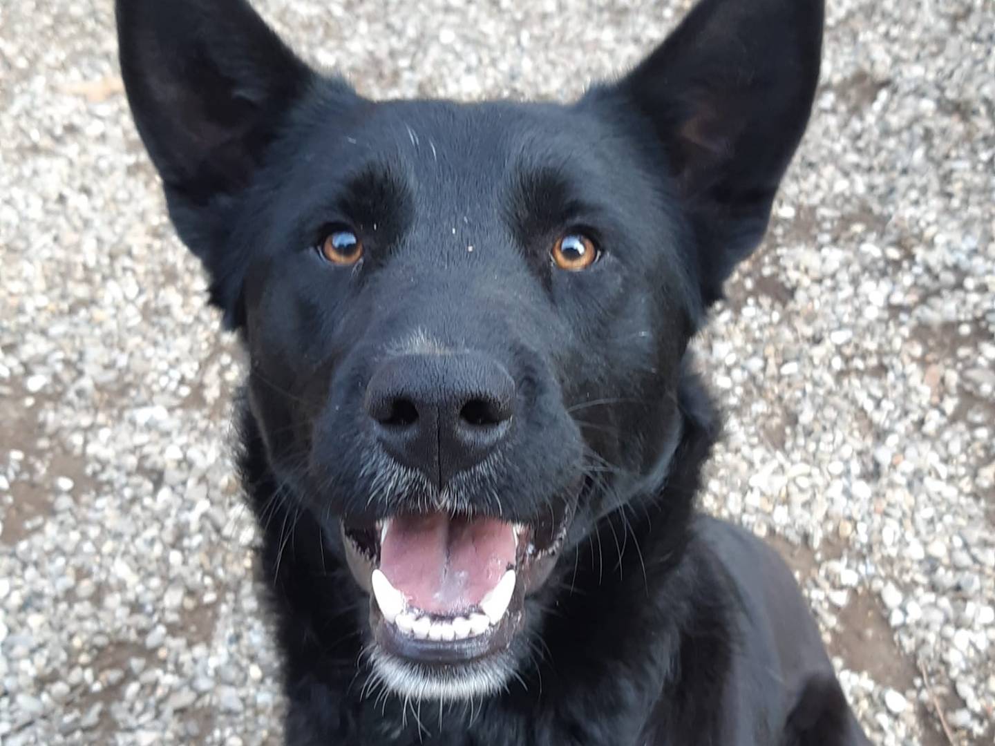 Adozione cane, maschio, Razza sconosciuta Razza sconosciuta, 4 anni e 1 mese, taglia media, Firenze