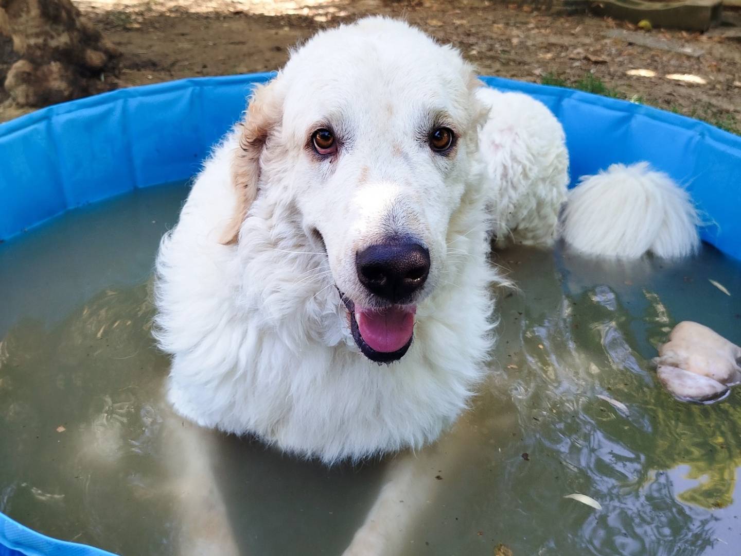 Adotta il cane NICKY a Firenze