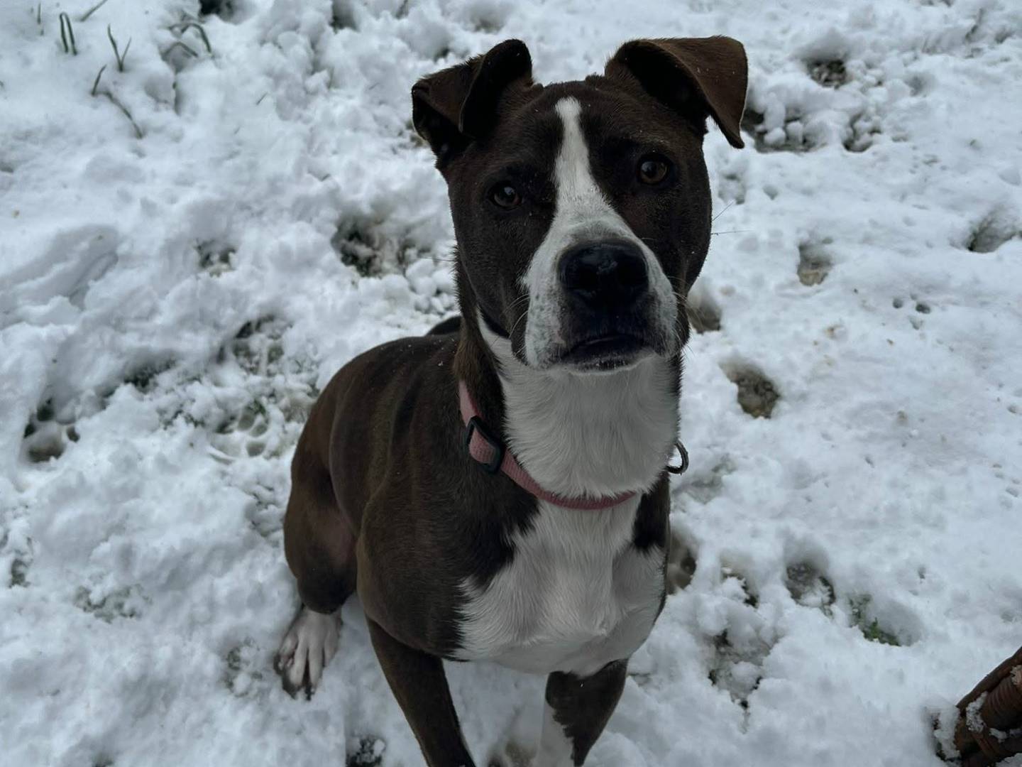 Adotta il cane OLIVIA a Firenze