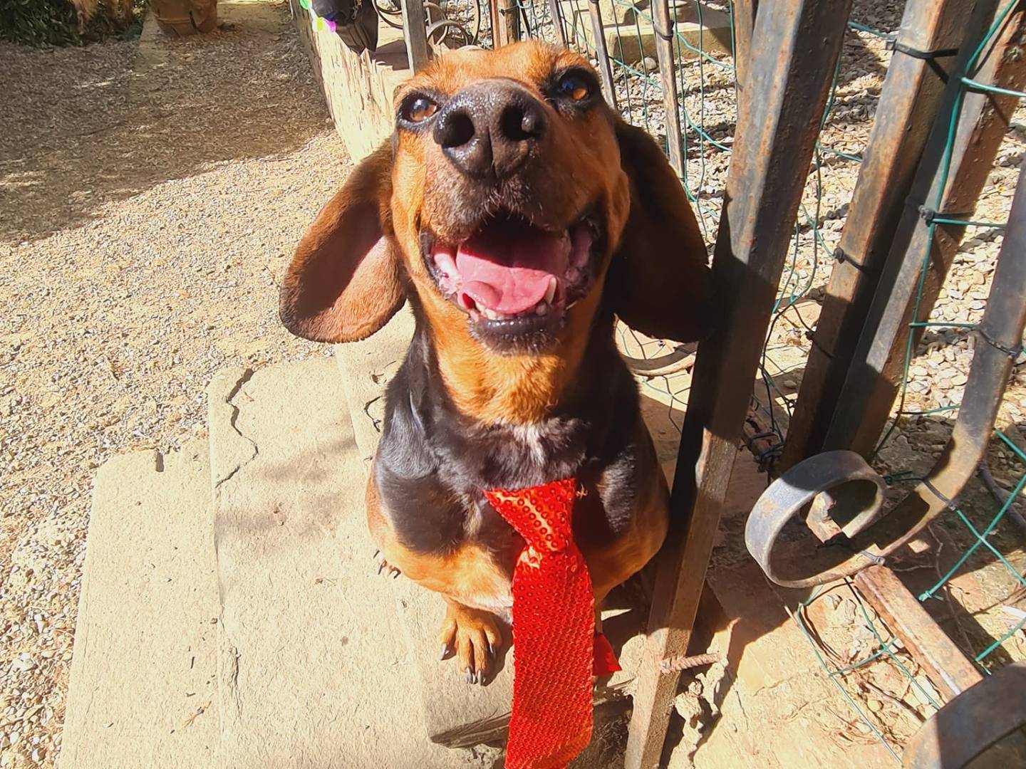 Adotta il cane PIPPO a Firenze