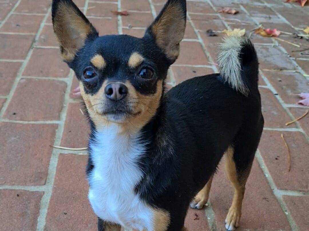 Adotta il cane SUSINA a Firenze