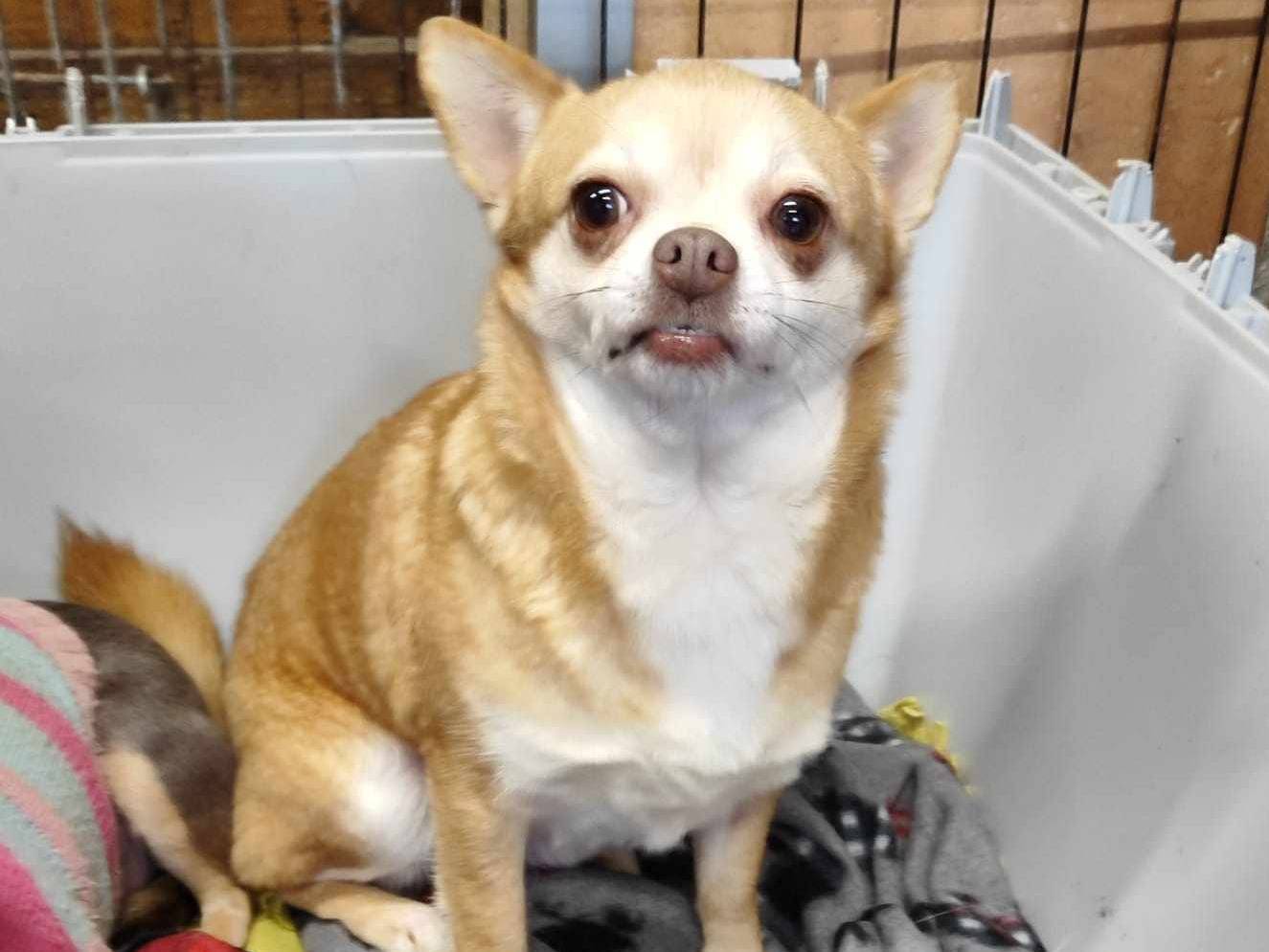 Adotta il cane MANDARINO a Firenze