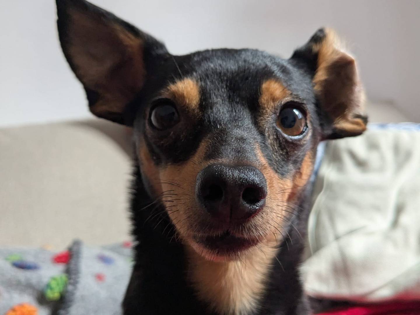 Adozione cane, femmina, Pinscher, 4 anni e 4 mesi, taglia piccola, Firenze