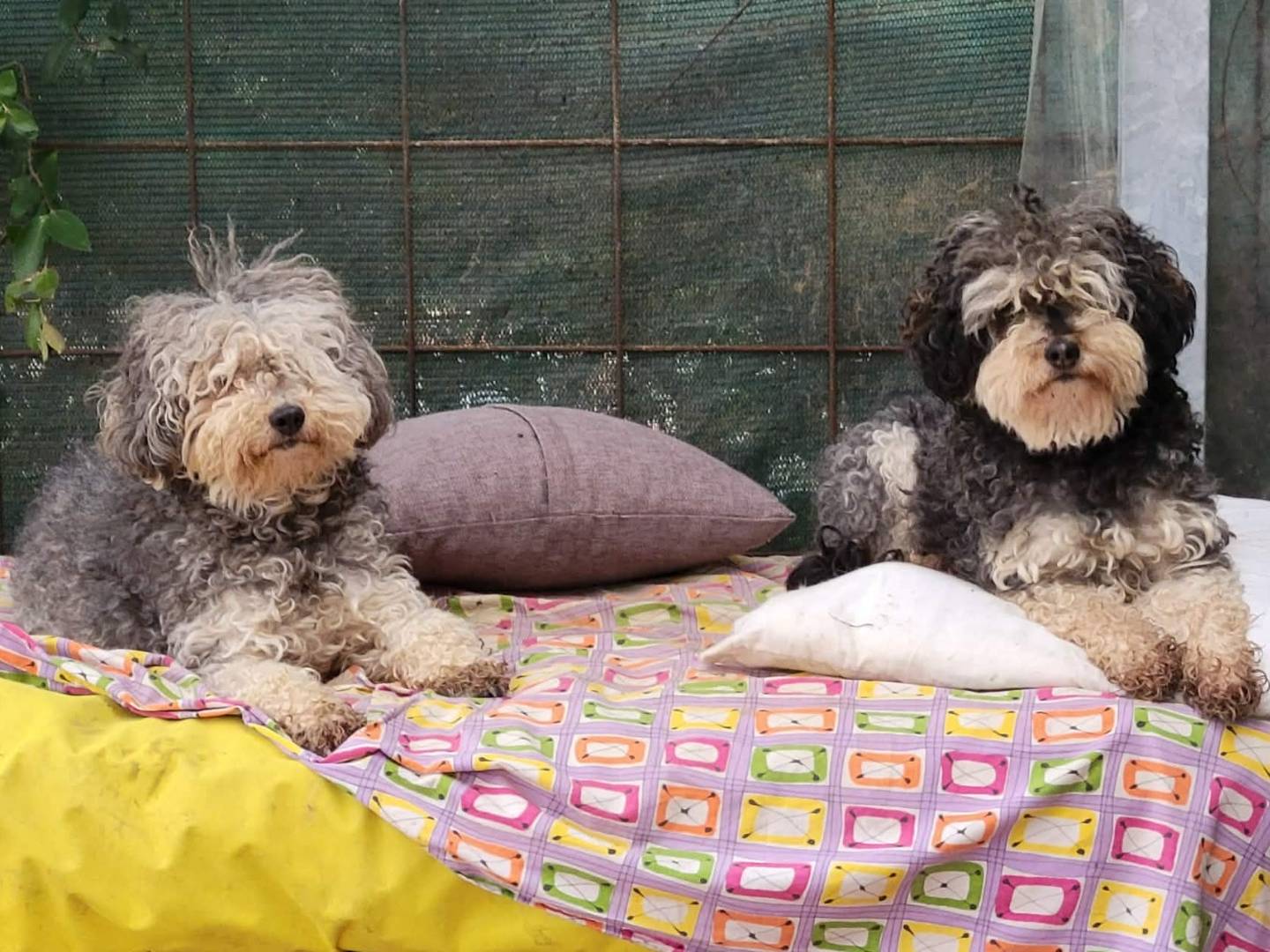 Adotta il cane FRAGOLA CILIEGIA a Firenze