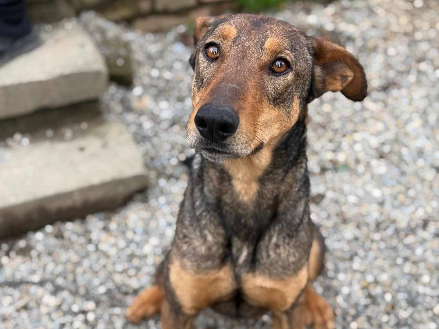 Adotta un cane, maschio, 3 anni e 3 mesi, Firenze