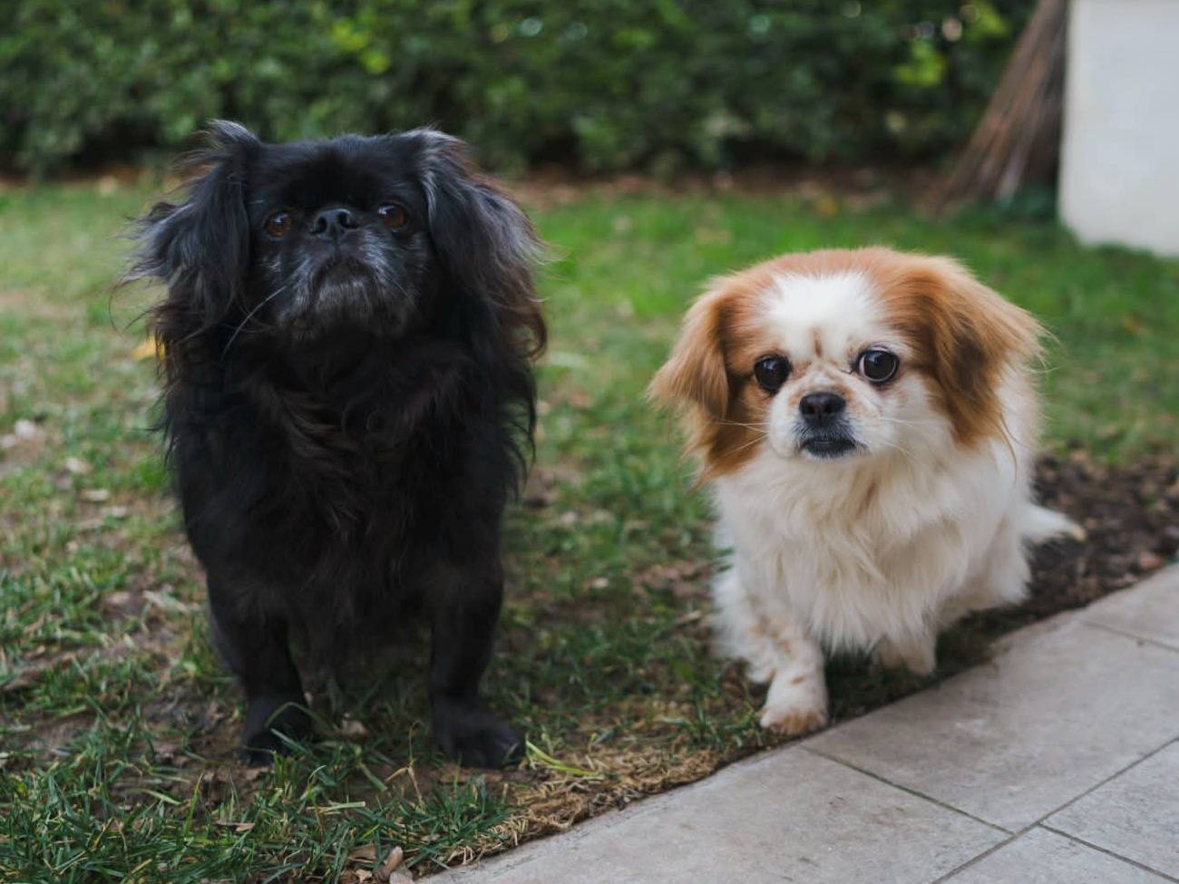 Adotta il cane BRAD e ANGELINA a Firenze