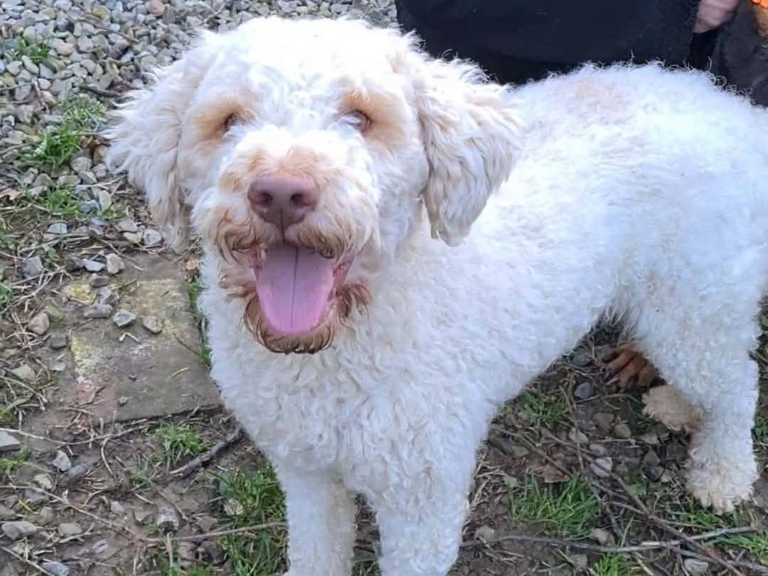 Adotta un cane, femmina, 2 anni e 4 mesi, Firenze
