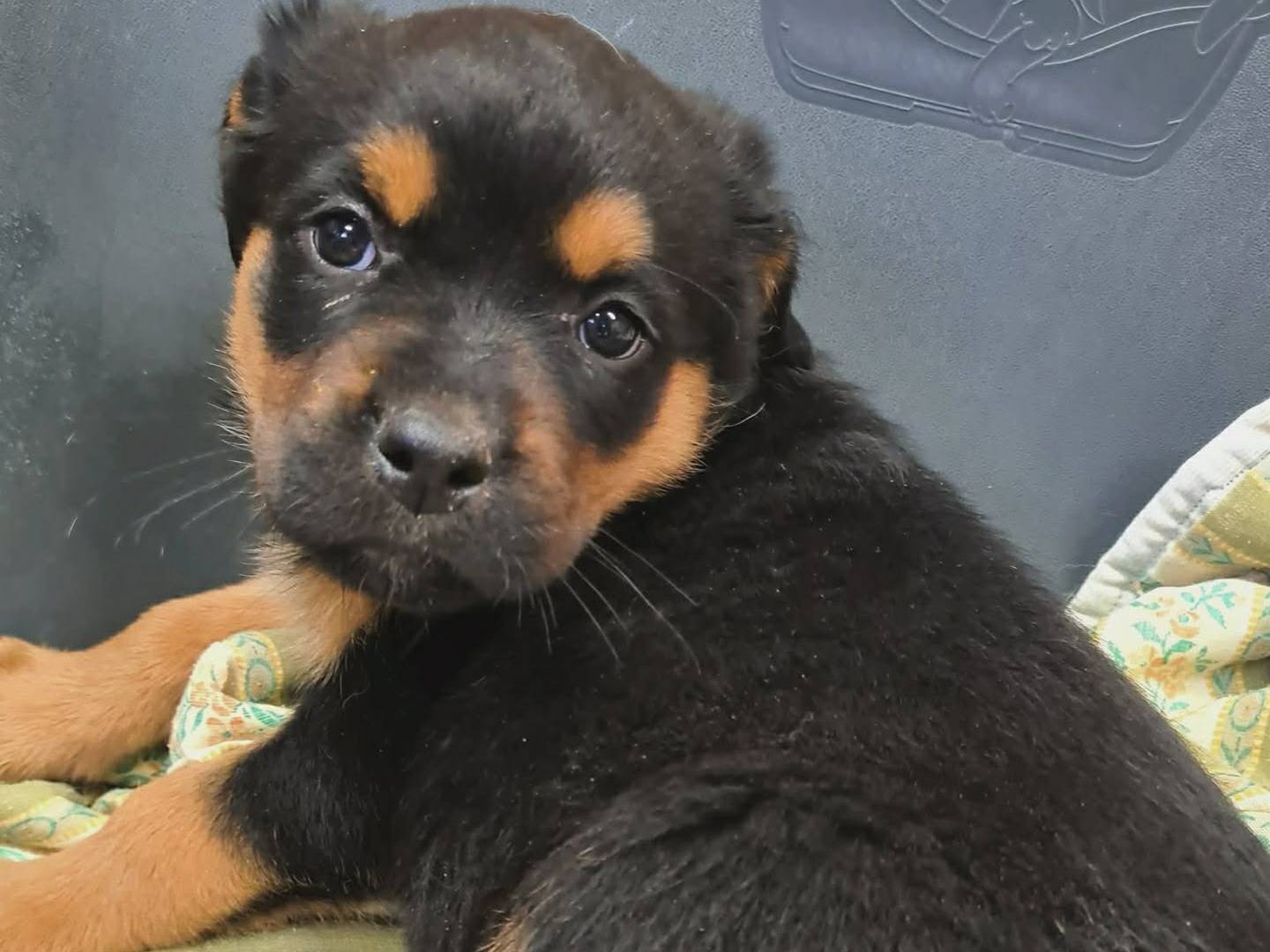 Adozione cane, femmina, Rottweiler Razza sconosciuta, 1 mesi, taglia gigante, Firenze