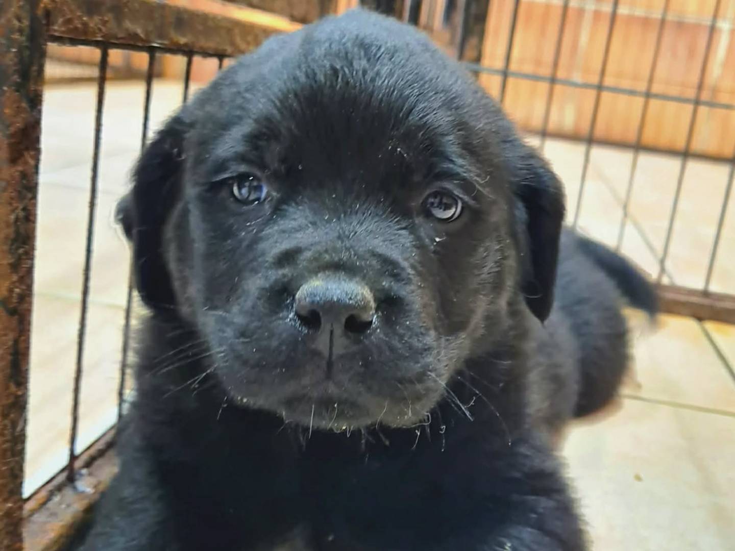 Adotta un cane, femmina, 1 mesi, Firenze