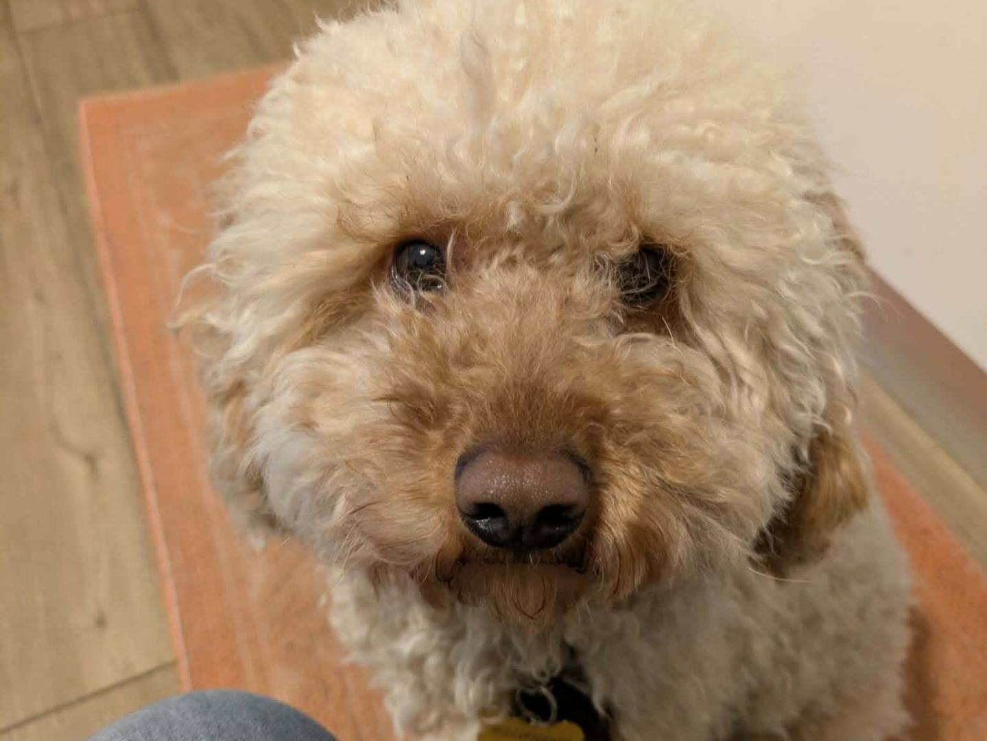 Adotta un cane, maschio, 2 anni e 1 mese, Firenze