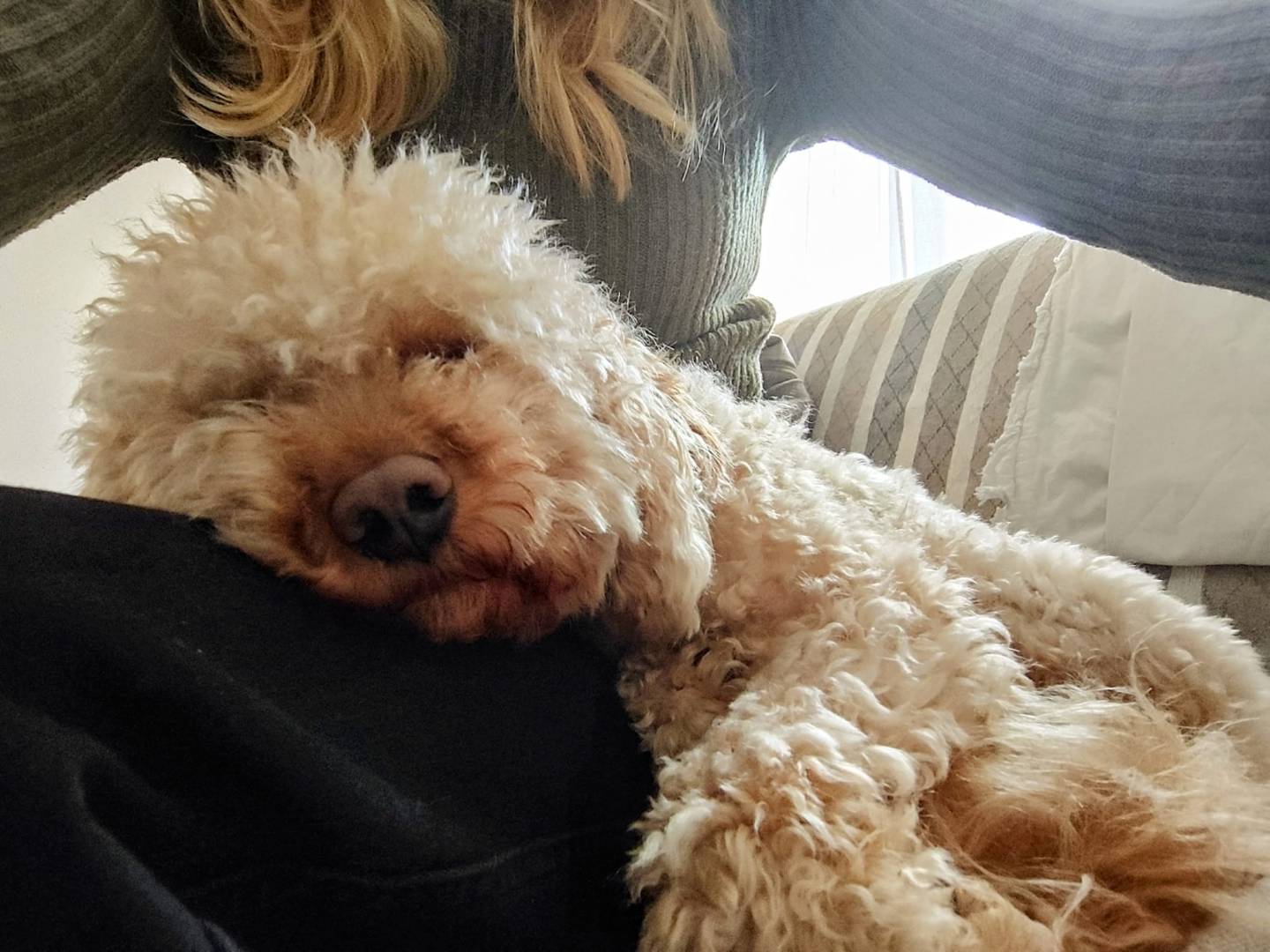 Vuoi adottare un cane a Firenze?