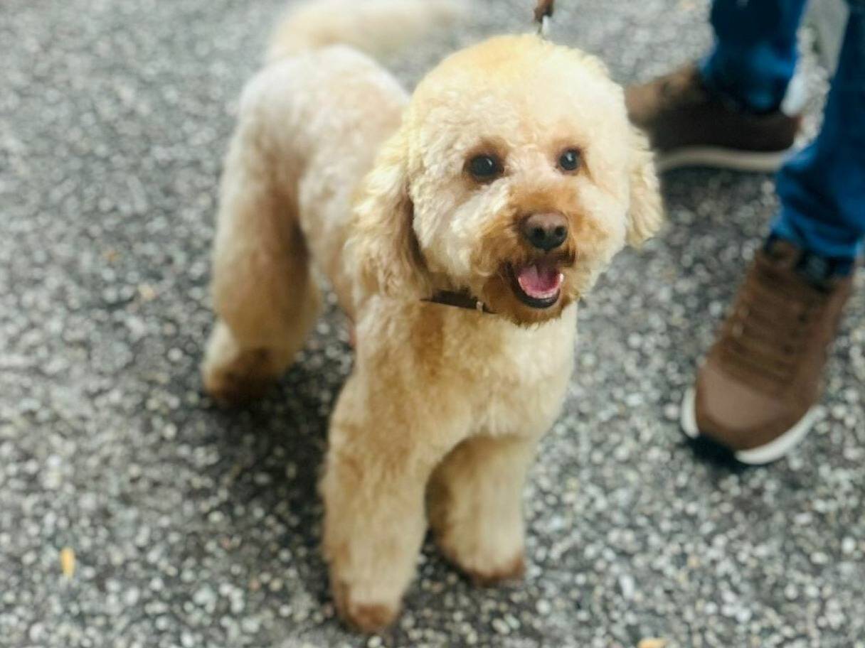 Adotta il cane HERMES a Firenze