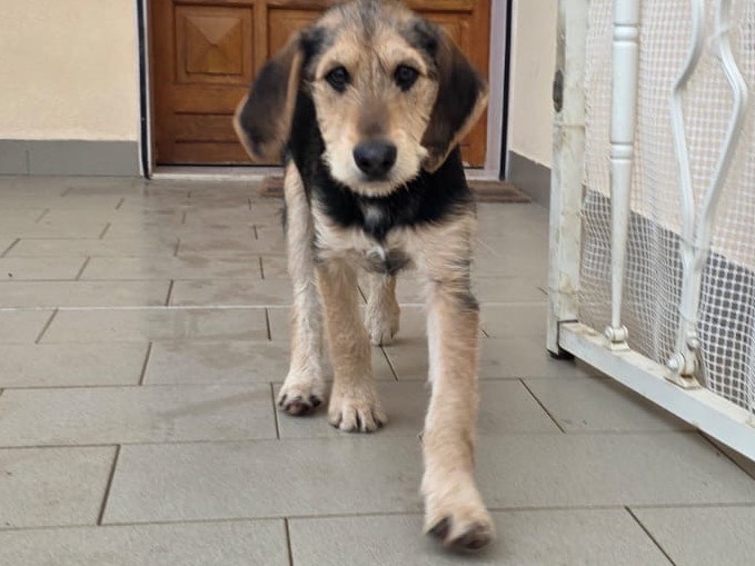 Adotta il cane Salvia a Pescara