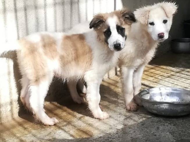 Adozione cane, maschio, Razza sconosciuta Razza sconosciuta, 3 mesi, taglia media, Varese