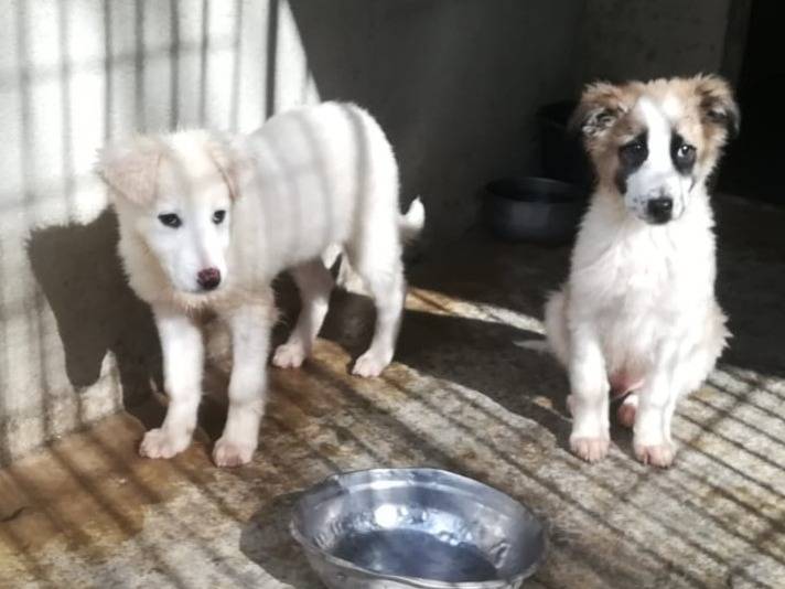 Vuoi adottare un cane a Varese?