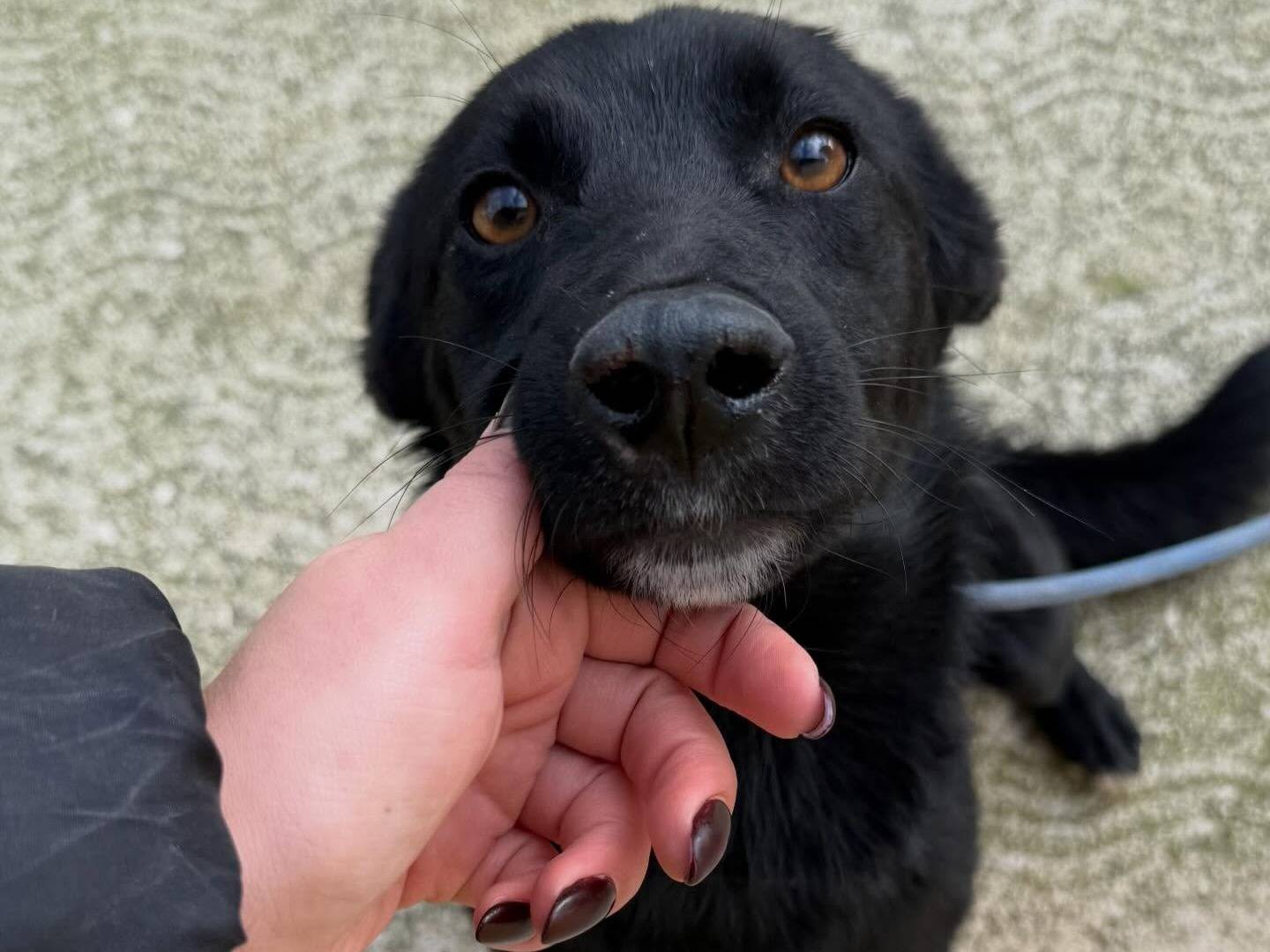 Adotta il cane Silvestro  a Matera