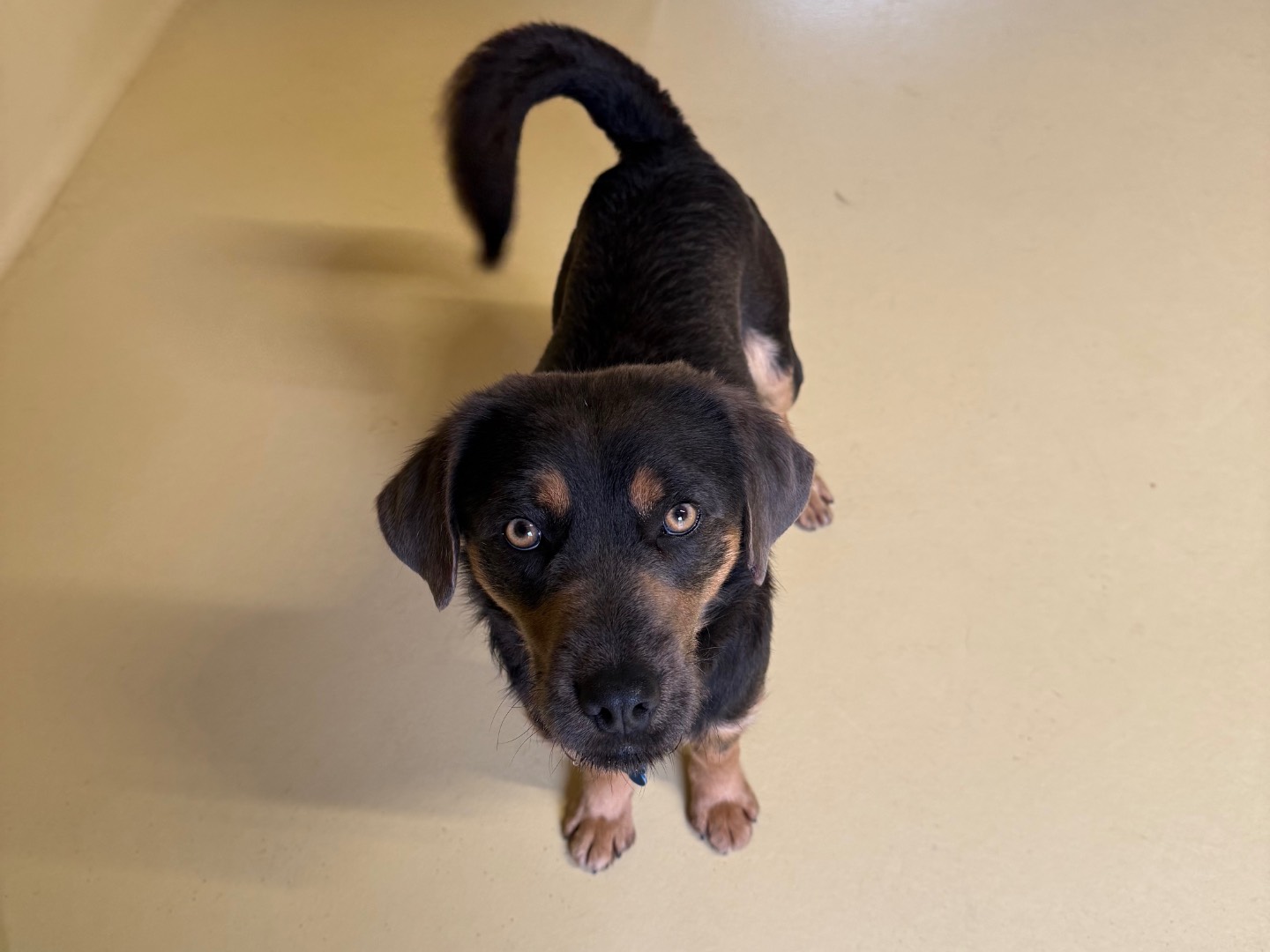 Vuoi adottare un cane a Milano?