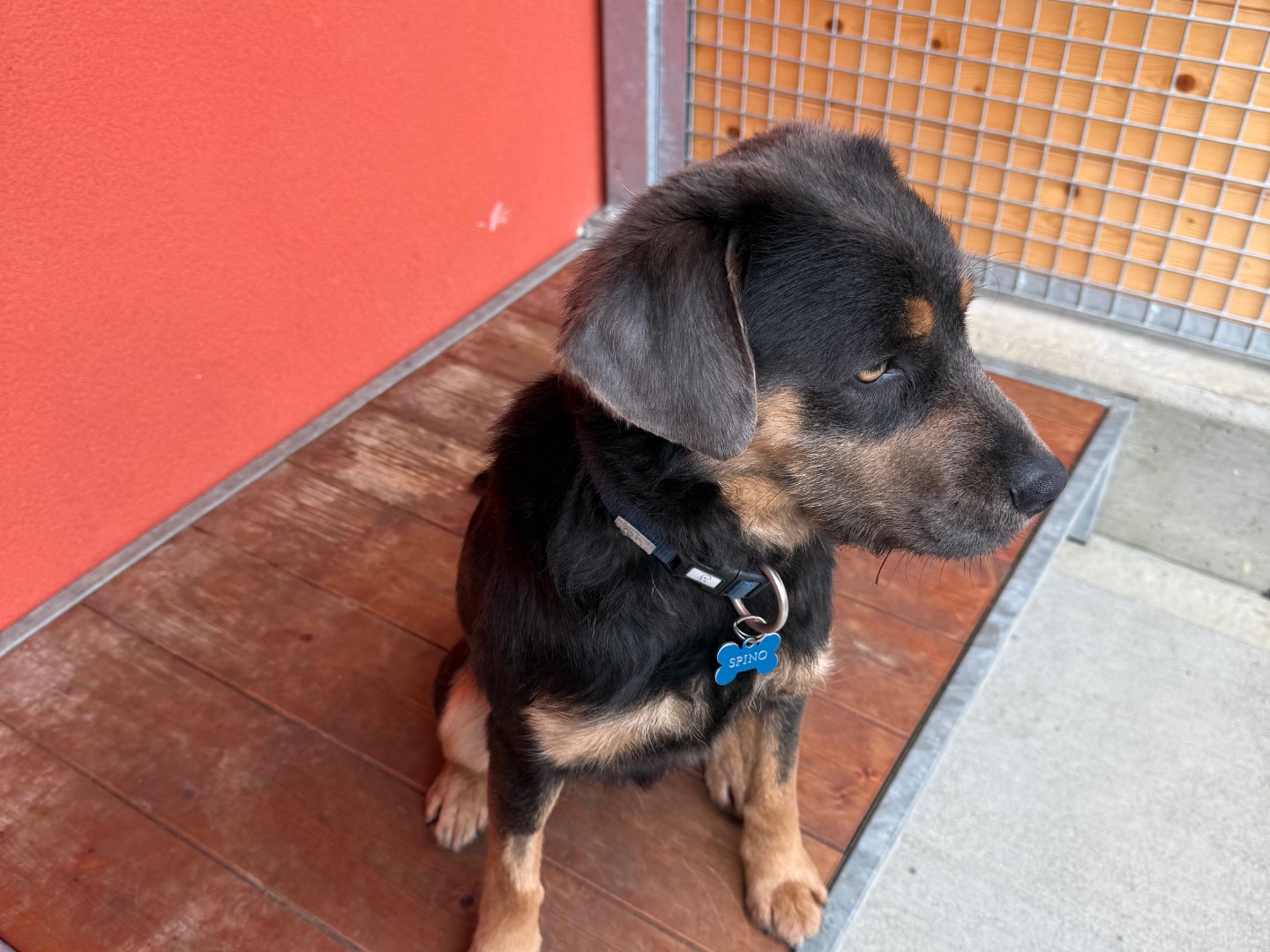 Adotta il cane Spino  a Milano