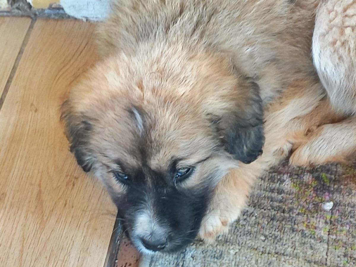 Adotta un cane, maschio, 2 mesi, Agrigento