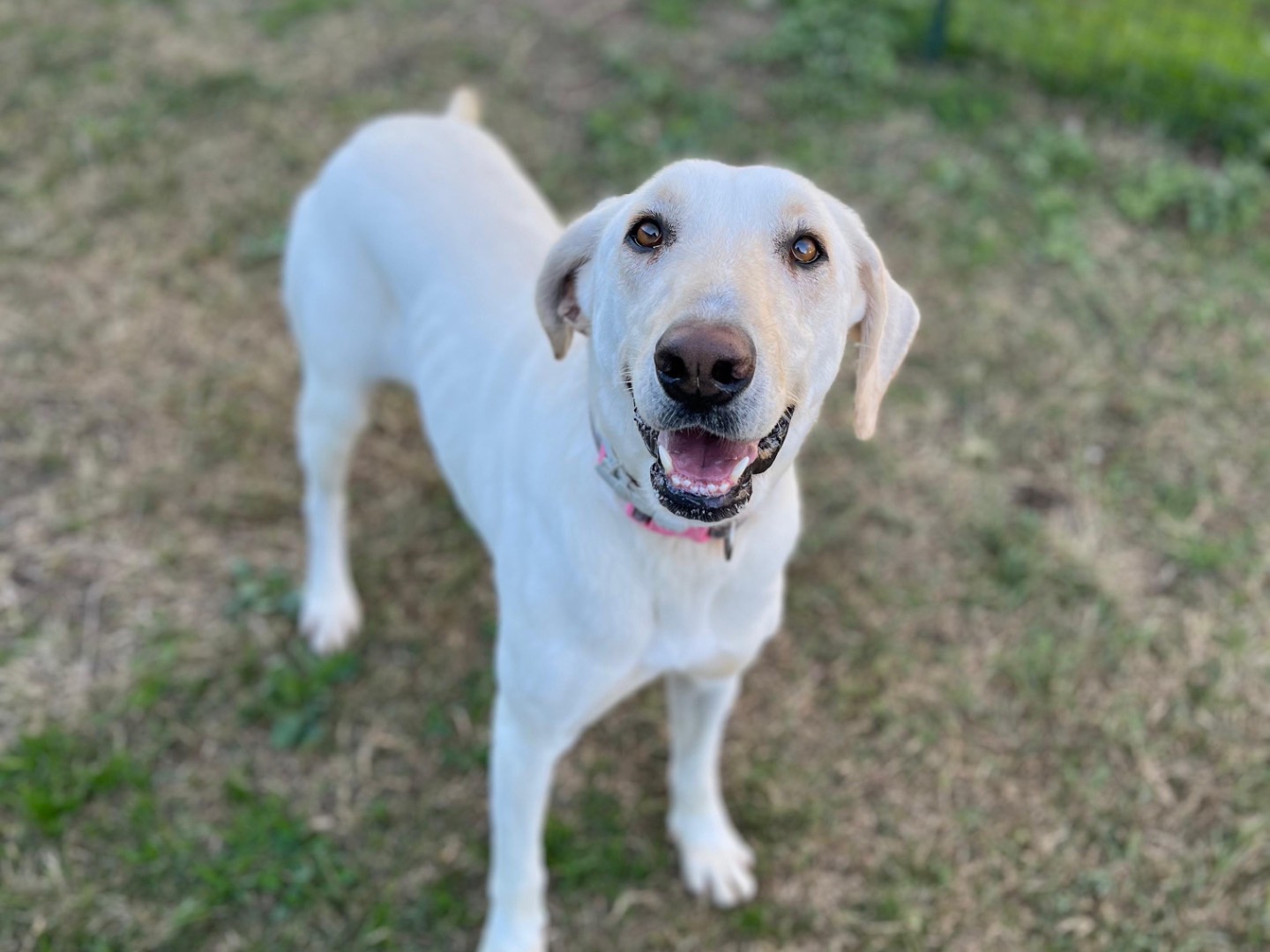 Adotta il cane Minerva a Pavia