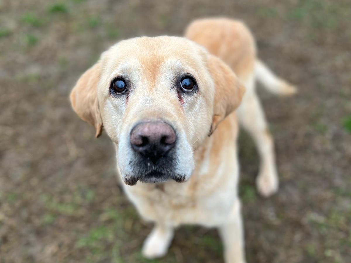 Vuoi adottare un cane a Pavia?