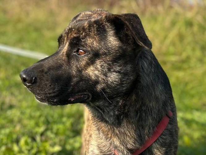 Adotta un cane, maschio, 4 anni e 1 mese, Bergamo