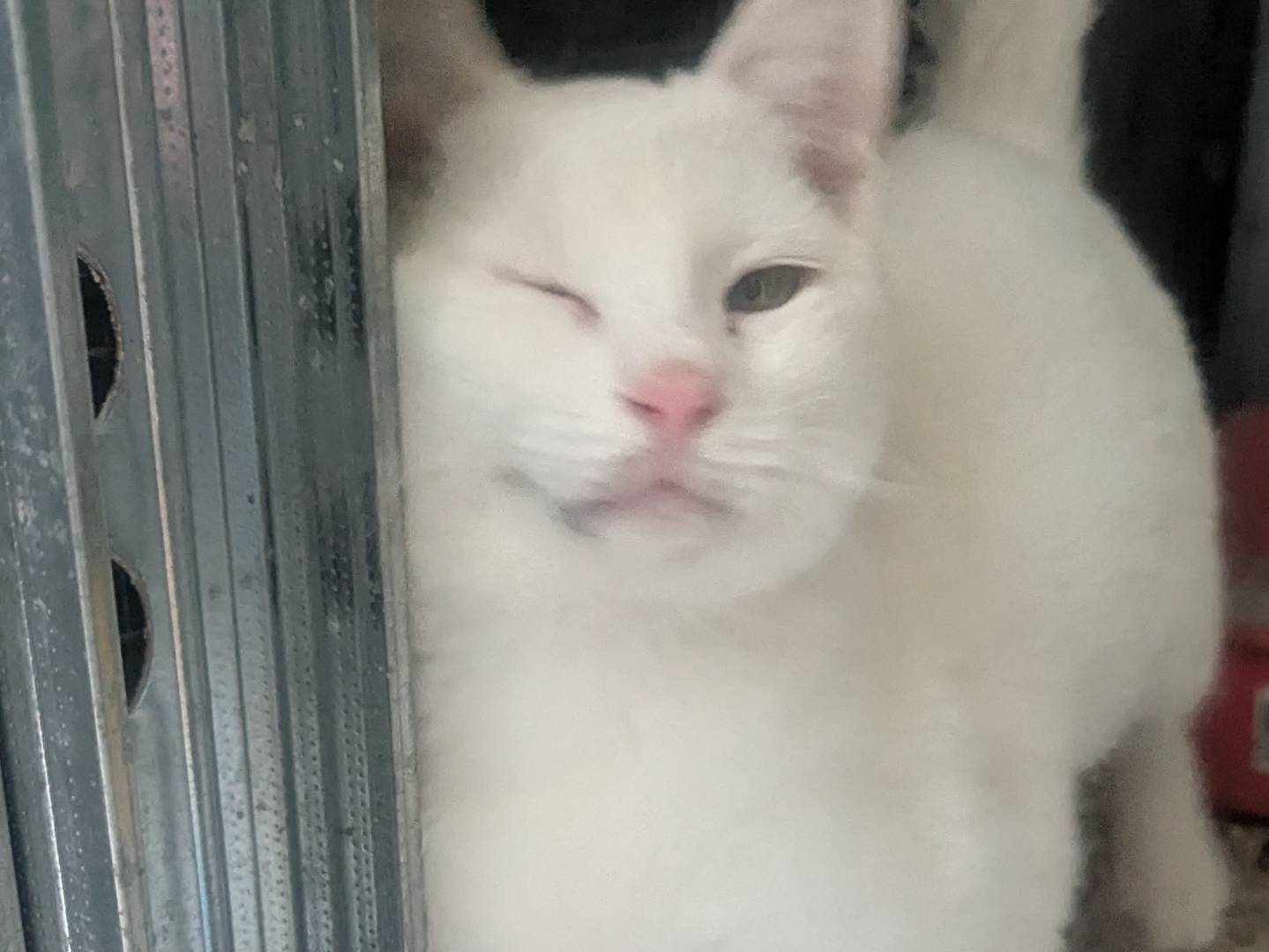 Adotta un gatto, maschio, 7 mesi, Teramo