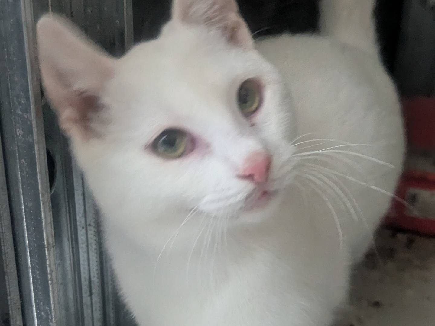 Vuoi adottare un gatto a Teramo?