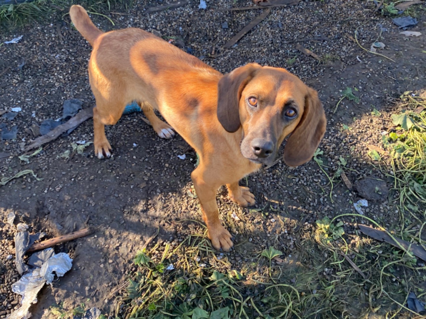 Adotta il cane Bea a Potenza