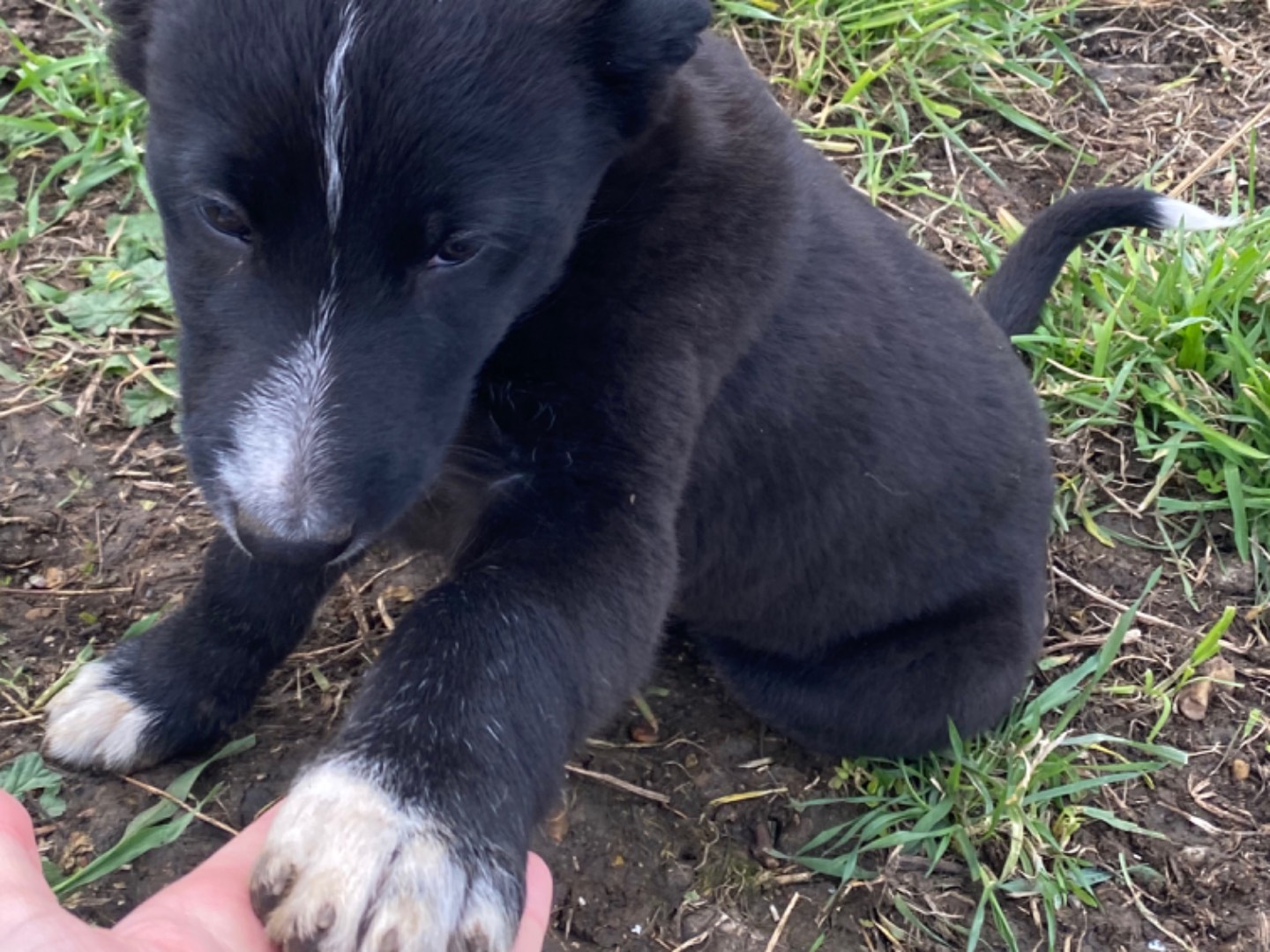 Adotta il cane Kali a Potenza