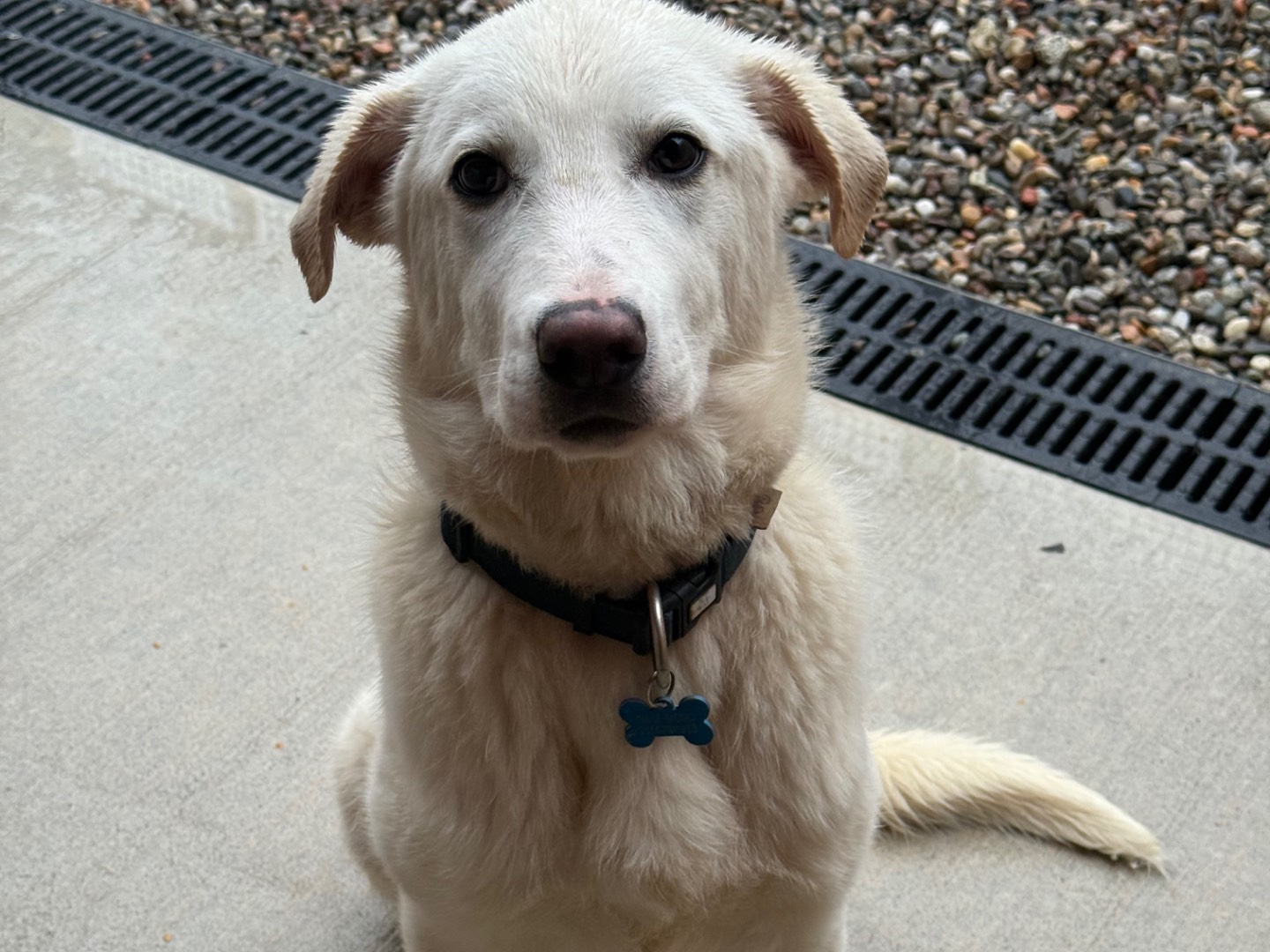 Adotta il cane Peach a Milano