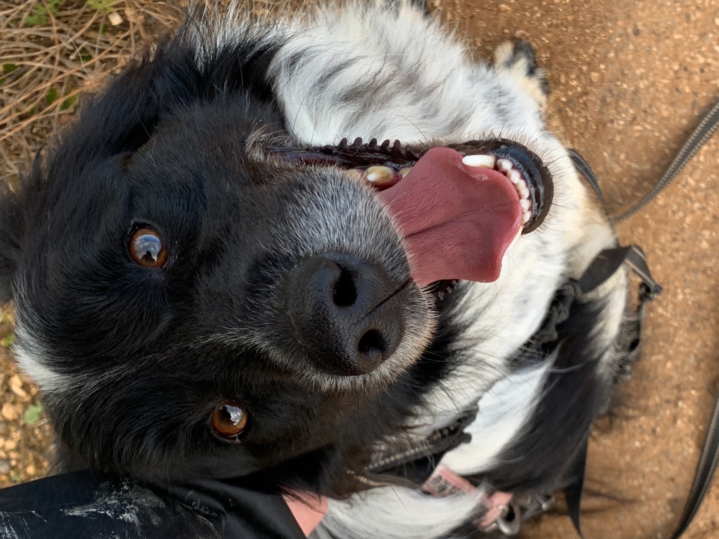 Adotta un cane, maschio, 3 anni e 5 mesi, Bari
