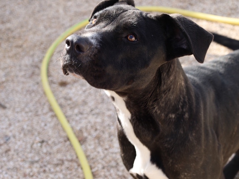 Vuoi adottare un cane a Bari?