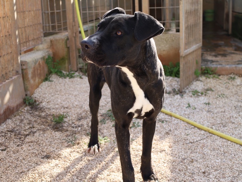 Adotta il cane Morgana a Bari