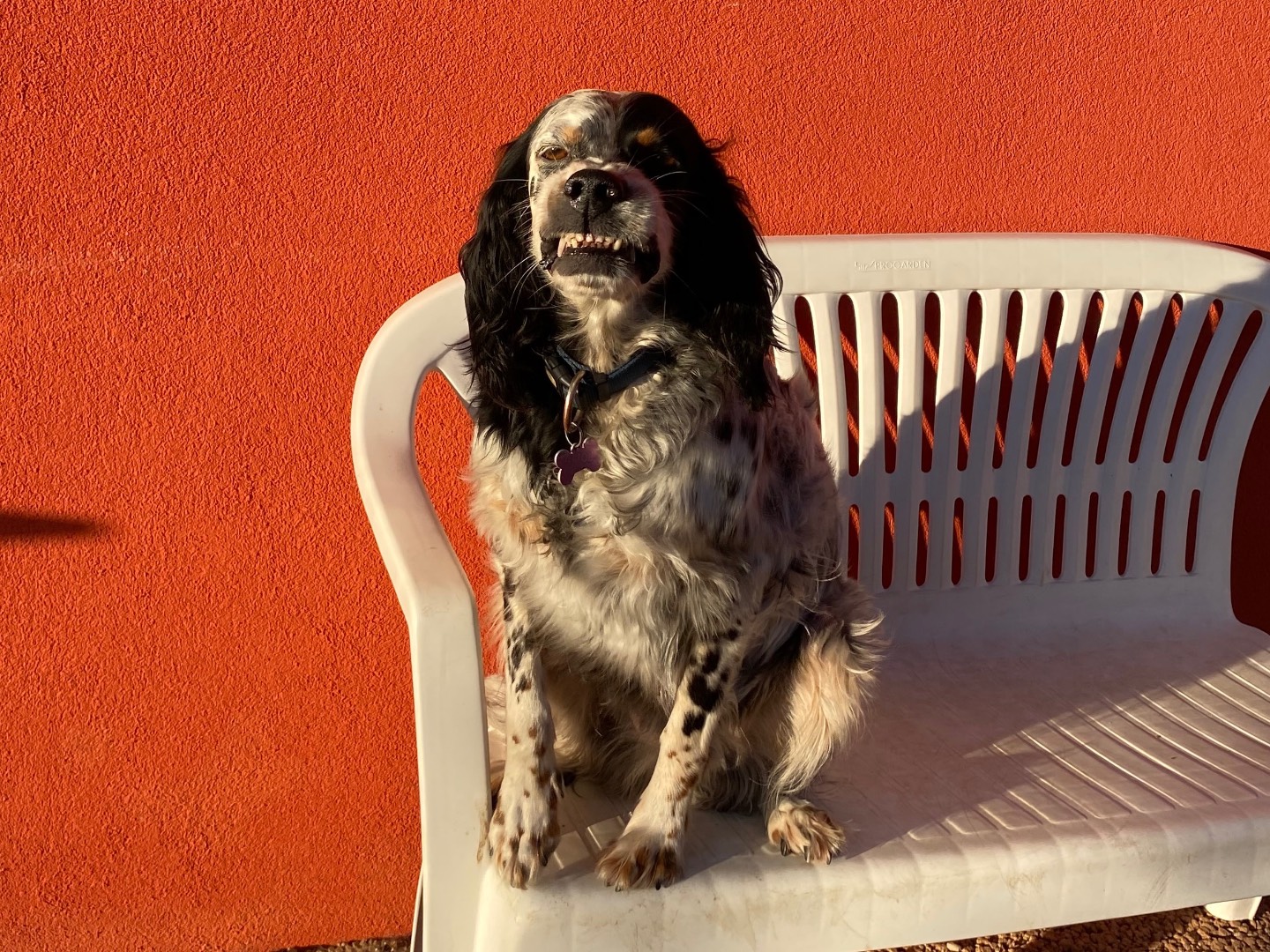 Adotta il cane Alice a Milano