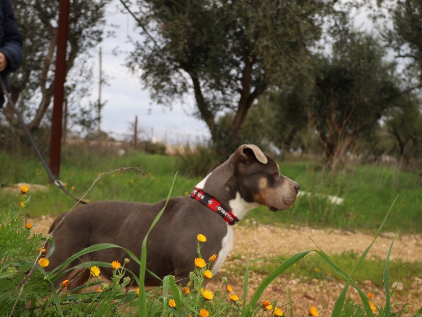 Vuoi adottare un cane a Bari?