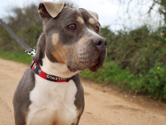 Adotta il cane Fiona a Bari