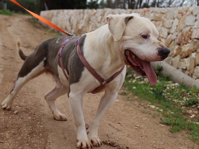 Adotta il cane Leon a Bari
