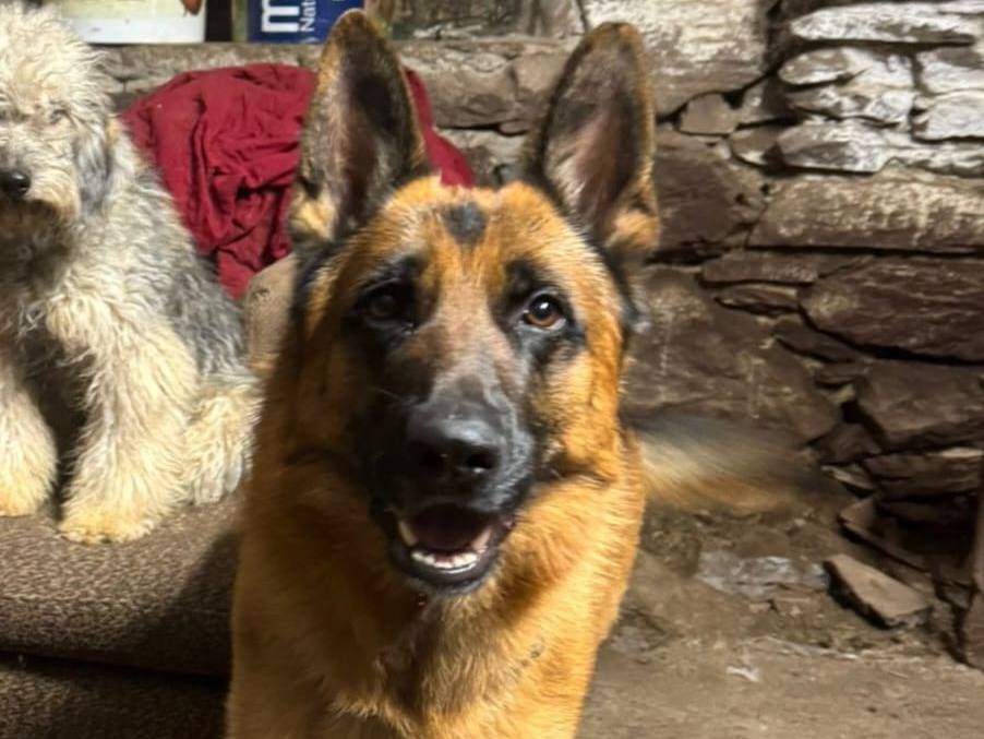 Adozione cane, maschio, Pastore tedesco Razza sconosciuta, 2 anni e 8 mesi, taglia grande, Bergamo
