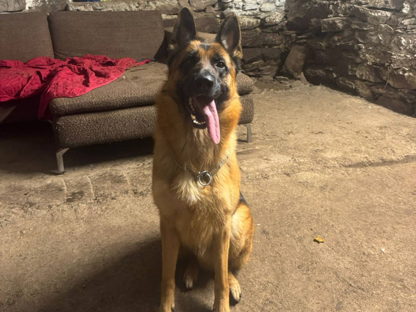 Adotta un cane, maschio, 2 anni e 8 mesi, Bergamo