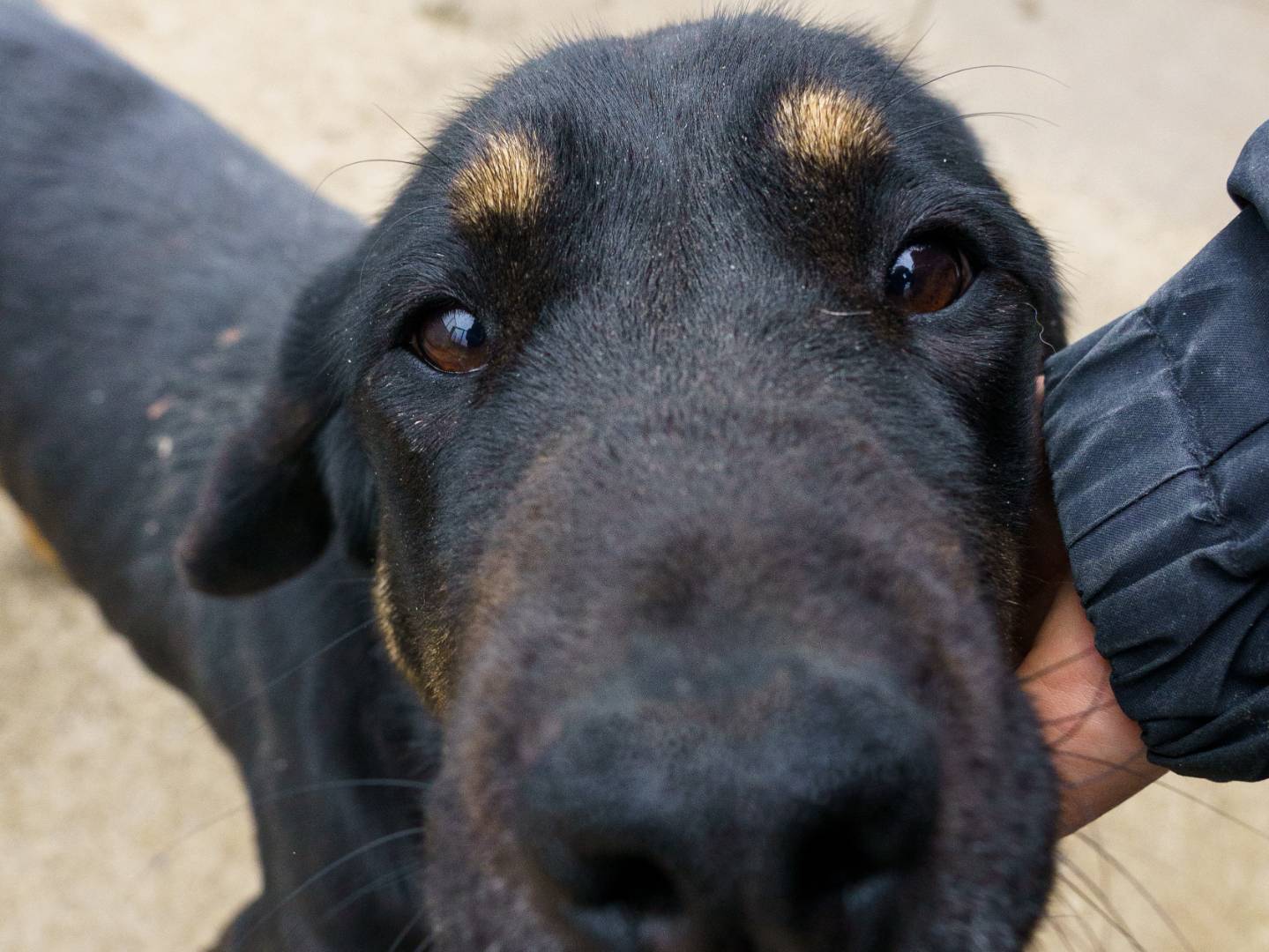 Adotta il cane ZELDA a Milano