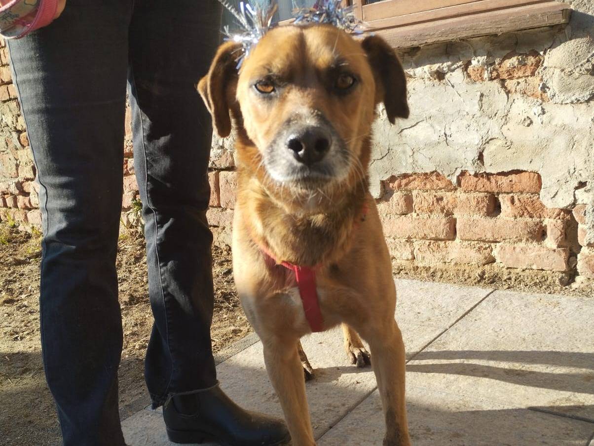 Adozione cane, maschio, Razza sconosciuta Razza sconosciuta, 4 anni e 1 mese, taglia media contenuta, Pavia
