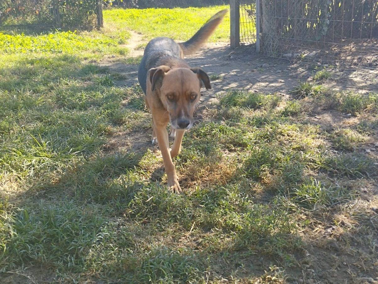 Adotta un cane, taglia media contenuta, maschio, Pavia